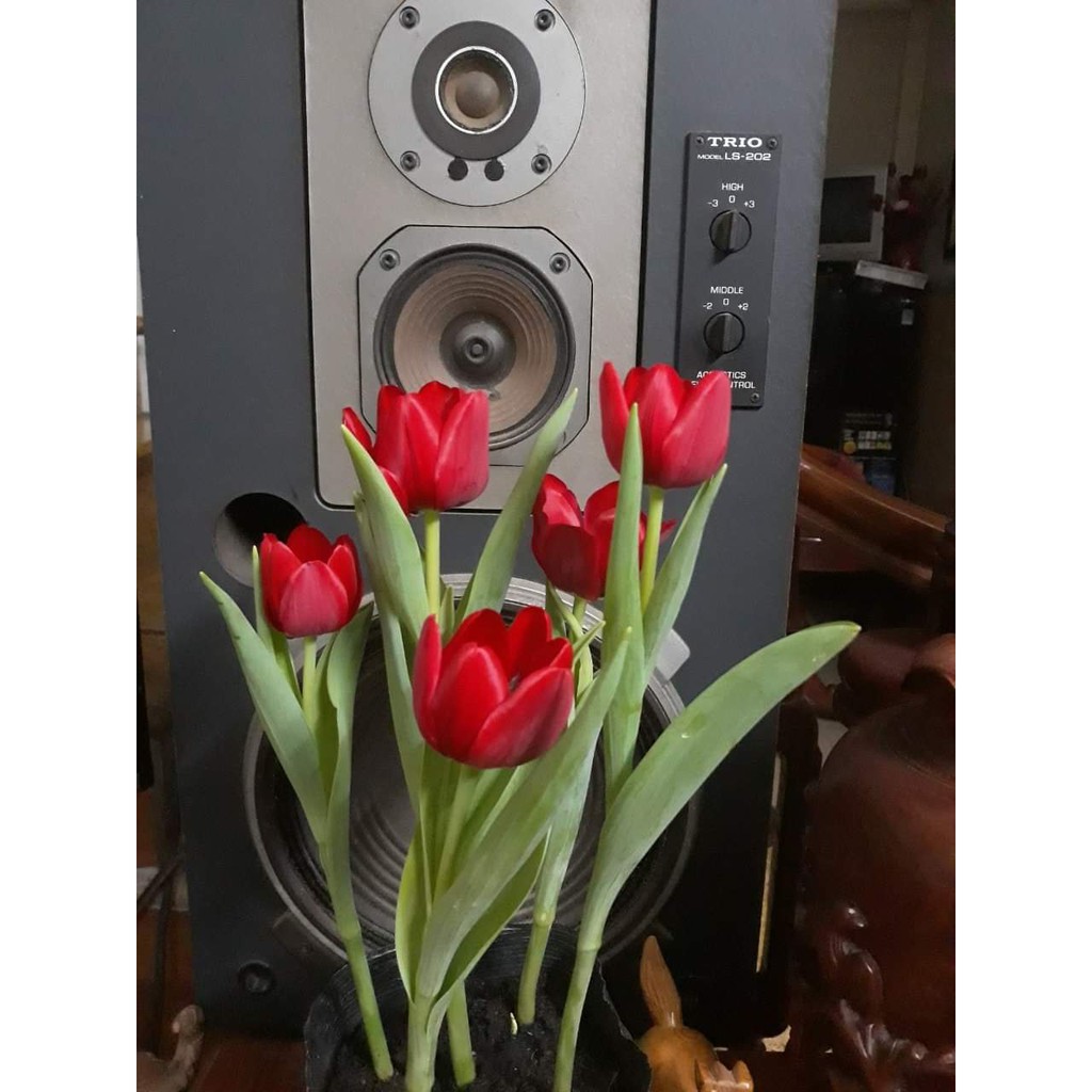 Combo 10 củ hoa tulip đã có mầm. 10 màu tặng kèm chống nấm