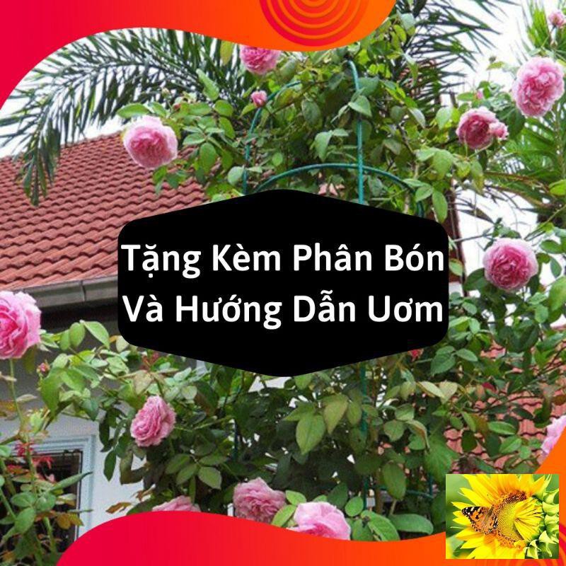 Gói Hạt Giống Hoa Hồng Leo Pháp Mix - Tặng Kèm Kích Mần và hướng dẫn gieo Gói 20 Hạt Giống Hoa Hồng Leo