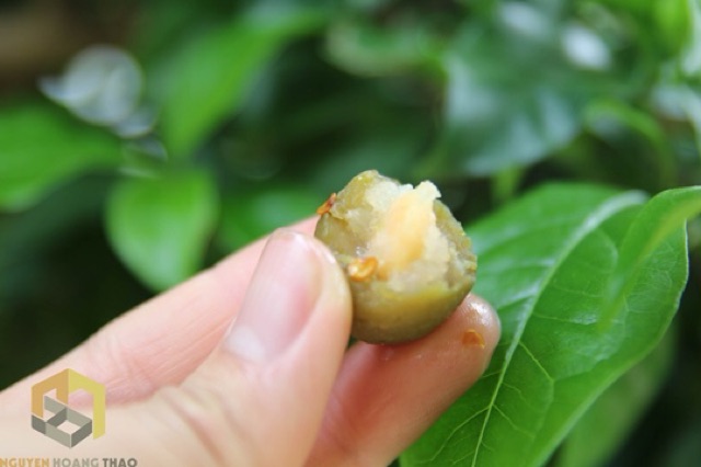 Ô MAI SẤU BAO TỬ HÀ NỘI [Ô MAI SẤU NON] | BigBuy360 - bigbuy360.vn