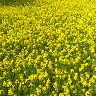 TINH DẦU MÙ TẠT (Mustard ) 100ml