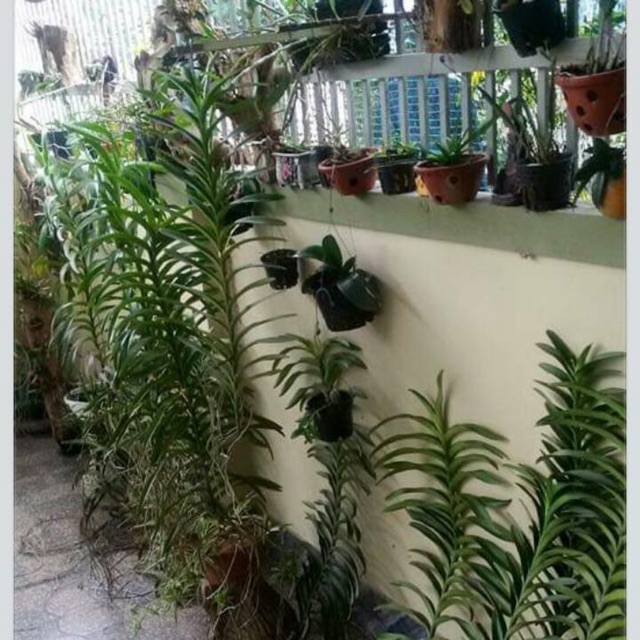 Phong lan rừng