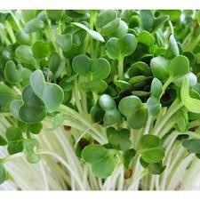 Hạt giống mầm củ cải trắng 20 gram
