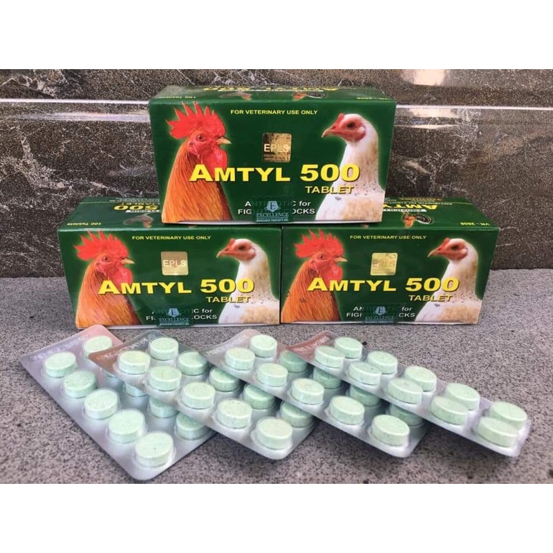 AMTYL 500 thuốc trị tang, khò khè, sổ mũi dành cho gà đá.