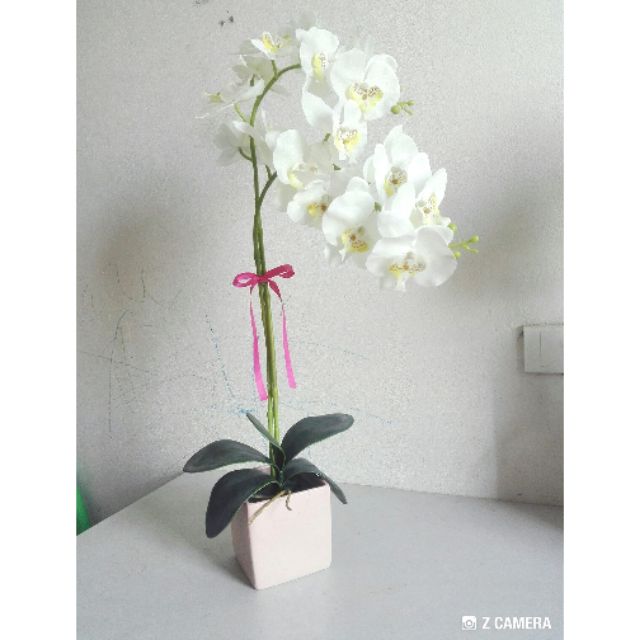 HOA GIẢ - HOA LAN CÁNH BƯỚM