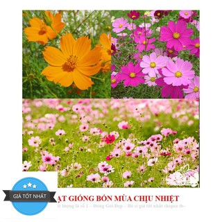 Hg5a 100h - siêu sale hạt giống hoa cánh bướm mix đến mùa trồng tết