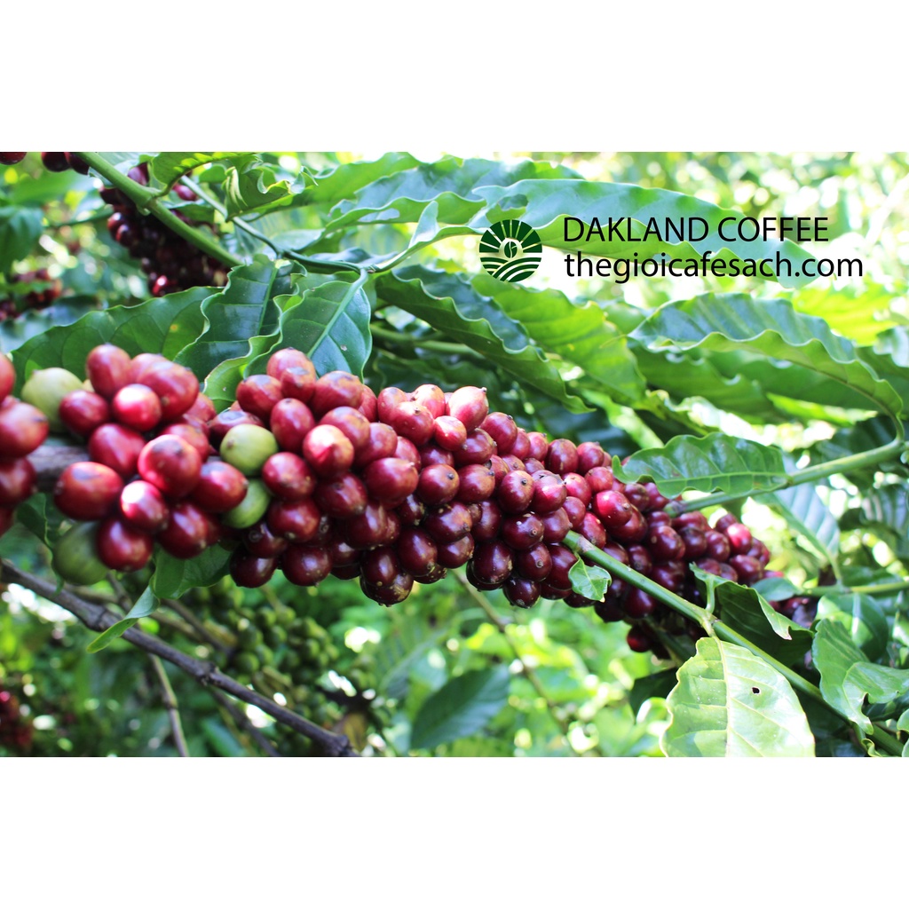DAKLAND COFFEE -CÀ PHÊ SẠCH ROBUSTA | BigBuy360 - bigbuy360.vn