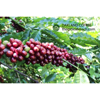DAKLAND COFFEE -CÀ PHÊ SẠCH ROBUSTA