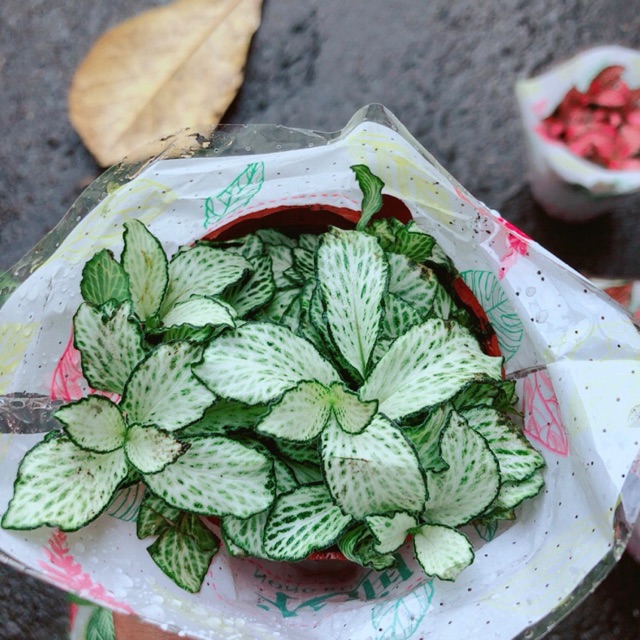 Cẩm Nhung (lá may mắn) xanh trắng