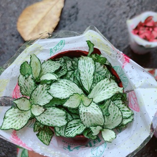 Cẩm Nhung (lá may mắn) xanh trắng
