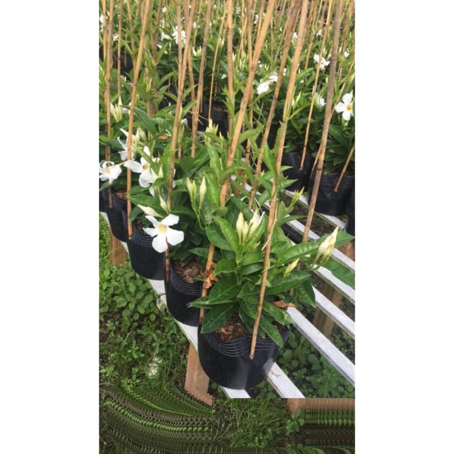 Sản phẩm Cây hoa  HỒNG ANH leo CÁNH KÉP hoa ĐỎ MÀU MẬN CHÍN siêu đẹp, cây nguyên chậu + Tặng  phân hữu cơ cao cấp