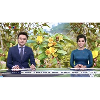 TRÀ HOA VÀNG QUY HOA