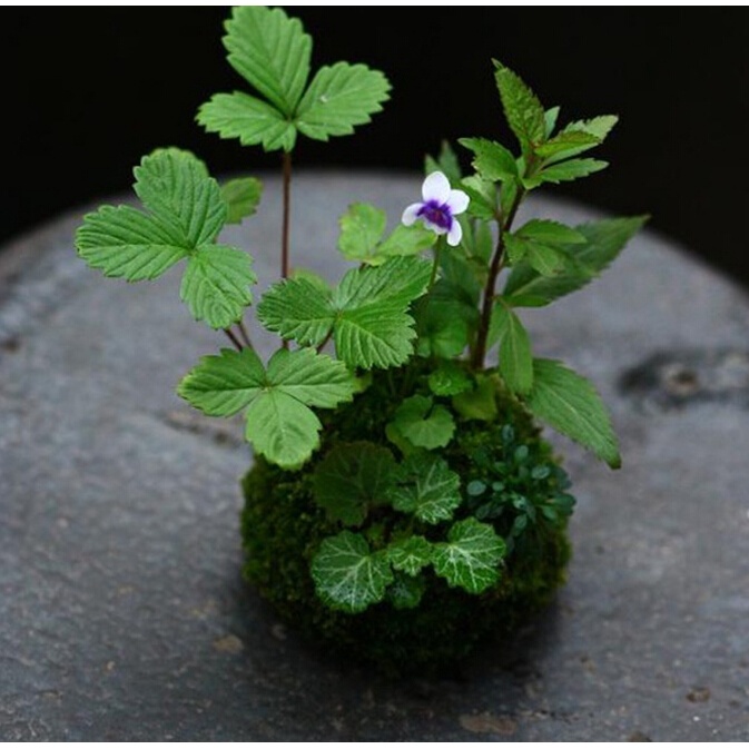 Bóng Rêu Trang Trí Chậu Cây BONSAI KOKEDAMA
