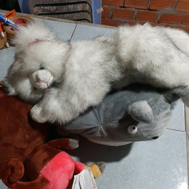 Gau Bong cho Ngọc Nguyễn