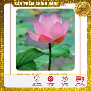 Hạt Giống Hoa Sen Lớn (Sen Ta) 10 Hạt