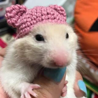 Nón cho hamster ,sóc ,… (có sẵn)