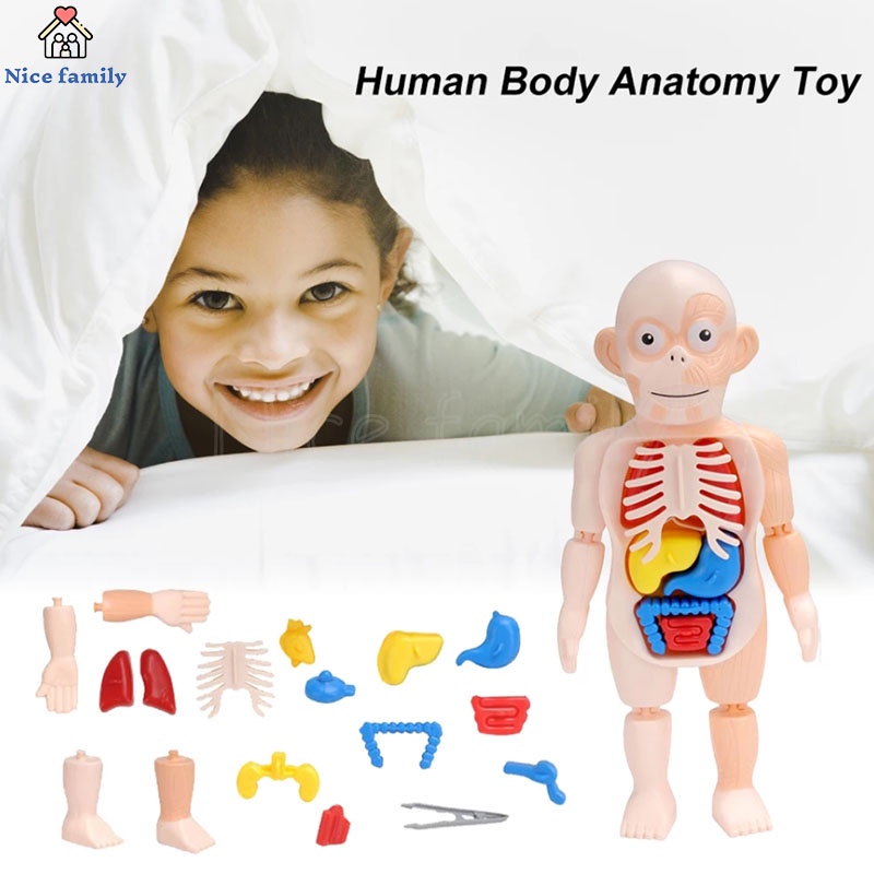 Đồ Chơi Cơ Thể Người 3D Lắp Ráp DIY Hỗ Trợ Dạy Học Y Tế Cho Bé Qy0u