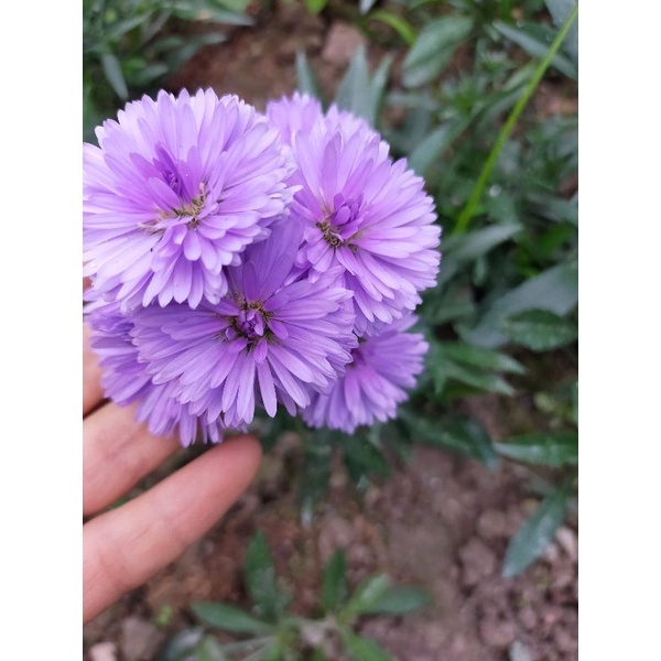 Cây giống thạch thảo tím xanh