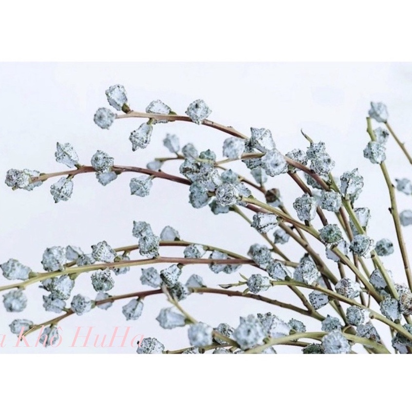 Hoa Bạch Đàn Cổ Điển Vintage
