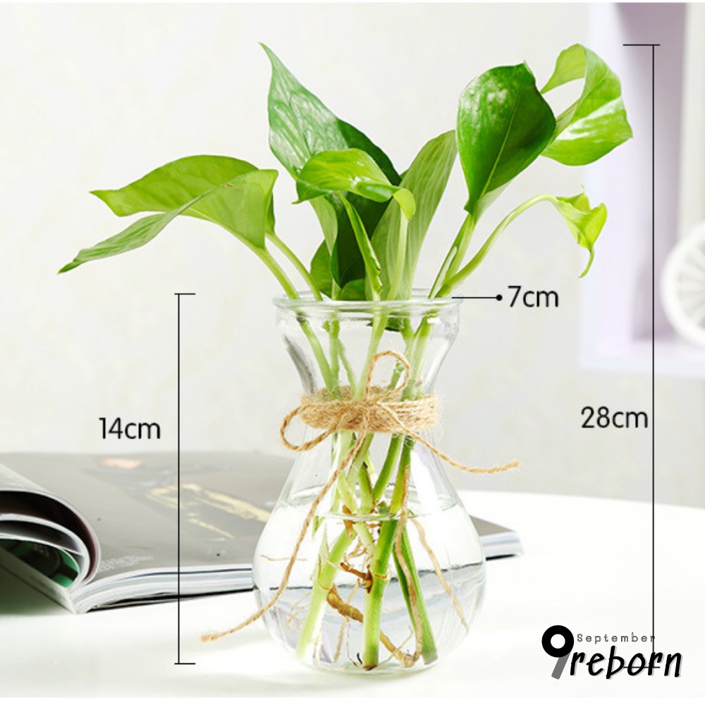 Lọ hoa decor thiết kế sáng tạo, bình hoa thủy tinh trồng cây thủy sinh 9Reborn