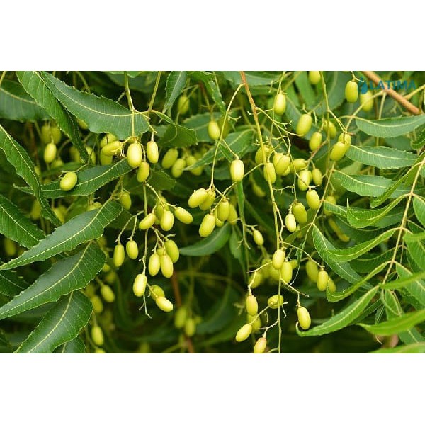 Phân Neem  nhập Ấn Độ, giàu dinh dưỡng, trị tuyến trùn, xua đuổi cuốn chiếu, côn trùng trong đất