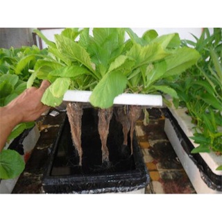 Dung dịch thuỷ canh HYDROPONIC 100ml