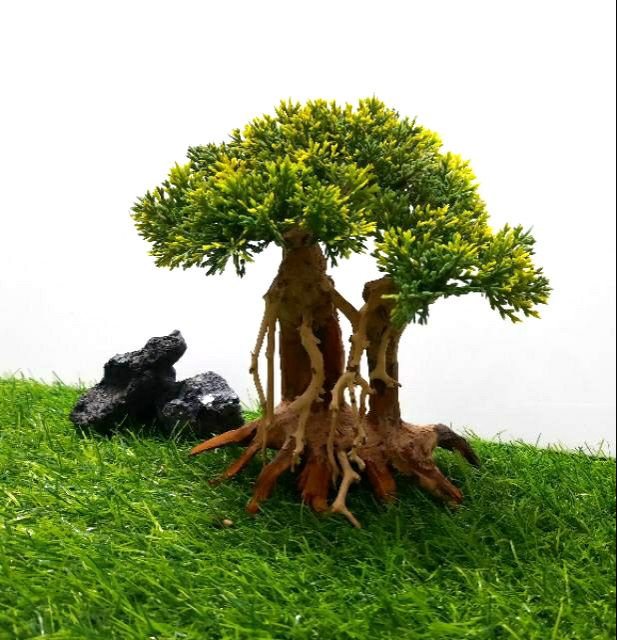 Lũa bon sai Tùng Mẫu tử
