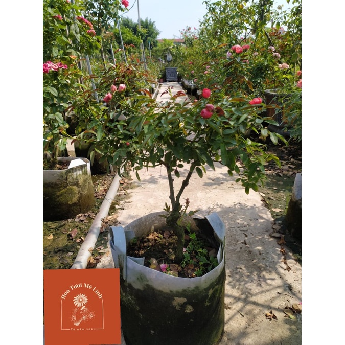 Cây hoa hồng trứng hồng, đỏ cam bầu đất rễ khỏe nhiều nụ và hoa siêu hot-HoaTuoiMeLinh