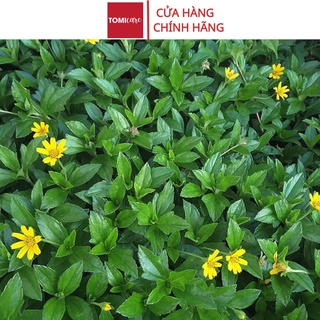 Cây sài đất khô cao cấp Sasuke 1kg tác dụng hỗ trợ điều tr_ị bàng quang và viêm gan hiệu quả