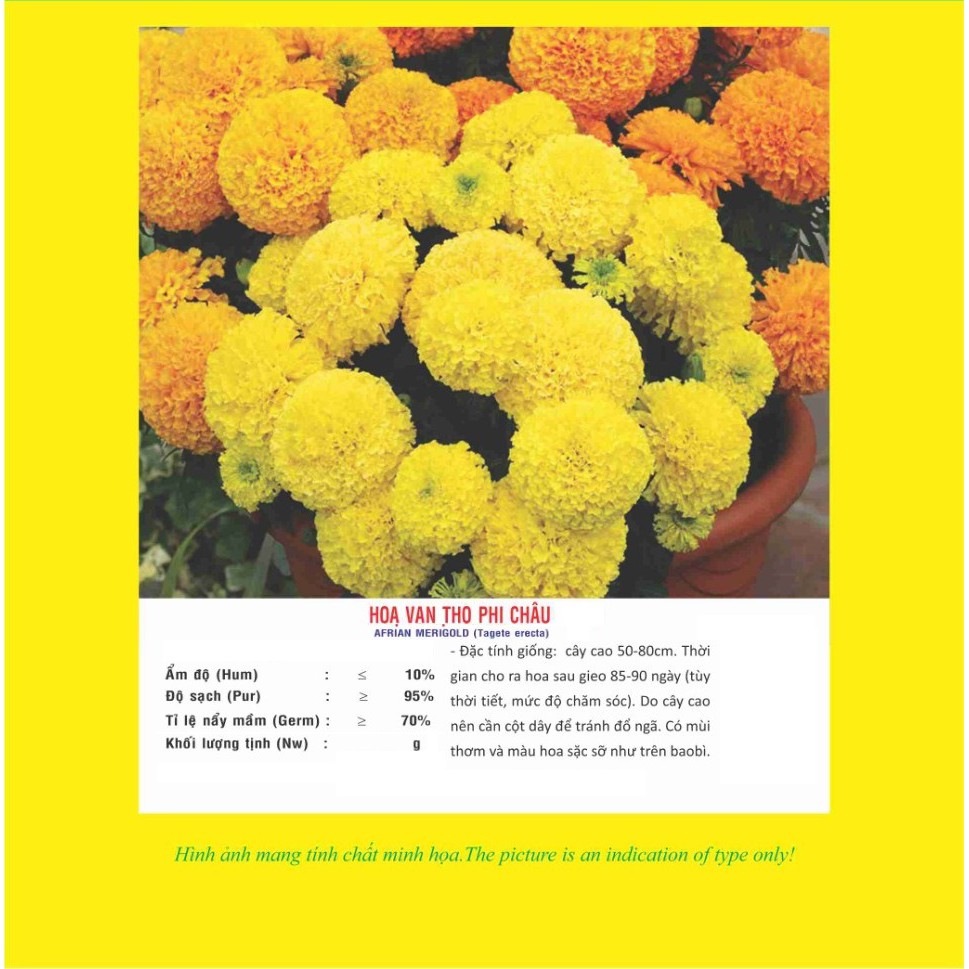 Hạt giống Hoa Vạn Thọ Mix VTP77 | Vạn Tín Store