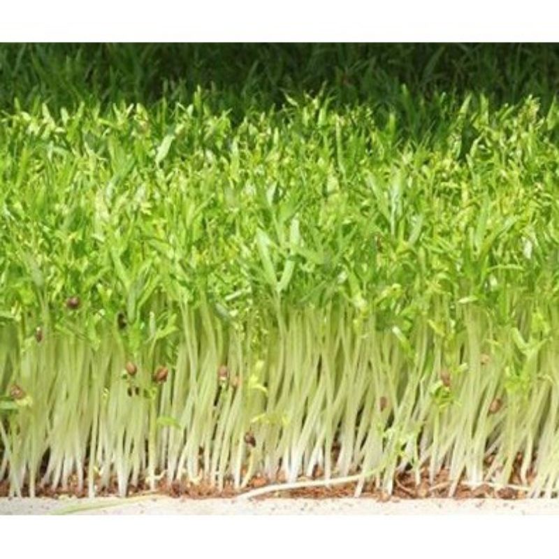 Hạt giống mầm rau muống gói 50gr