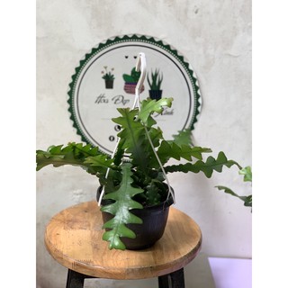 quỳnh Mexico