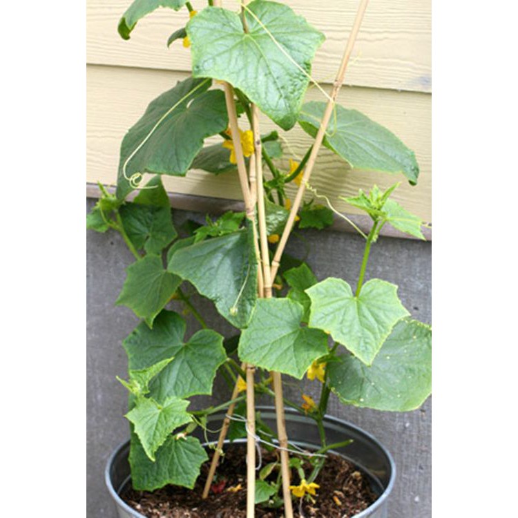 ( HOT ) Hạt giống dưa chuột chịu nhiệt gói 10 hạt (dưa chuột lai)