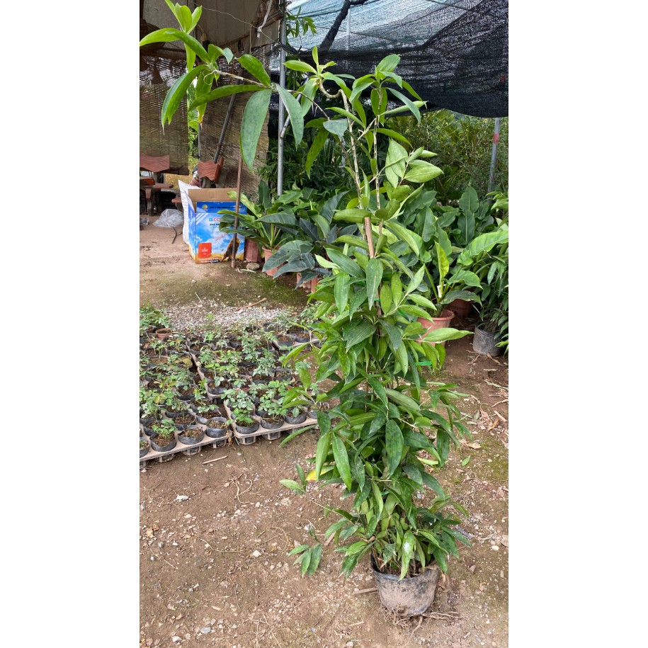 Cây trúc nhật - Cây phong thủy