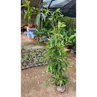 Cây trúc nhật - Cây phong thủy