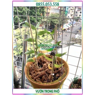 LƯỚI LÓT CHẬU TRỒNG PHONG LAN