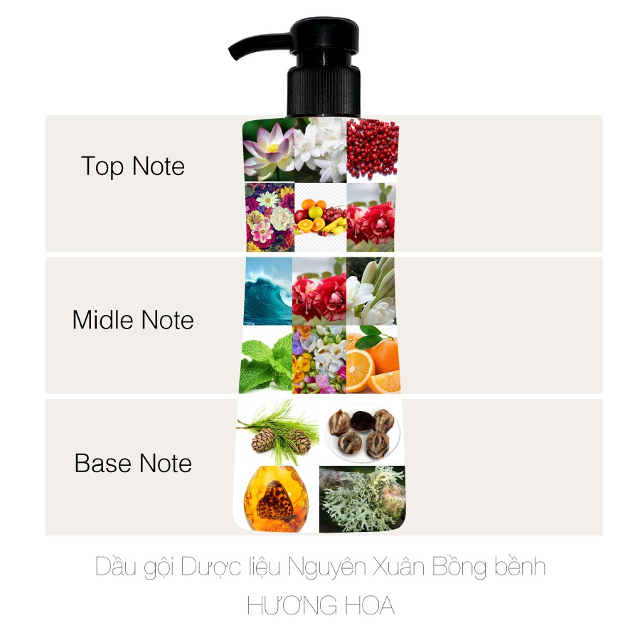 Dầu gội dược liệu Nguyên Xuân Bồng Bềnh (10gói x 5.5ml)