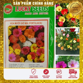 Hạt Giống Hoa Mười Giờ (30 hạt)