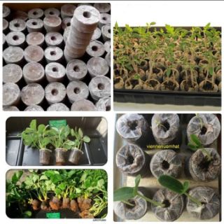 100 Viên nén xơ dừa