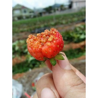 MUỐI XÍ MUỘI ĐẶC SẢN ĐÀ LẠT