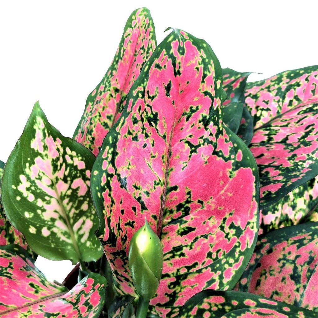 Cây Aglaonema Lady Valentine (Như Ý Hoàng Hậu Valentine) chậu nhựa