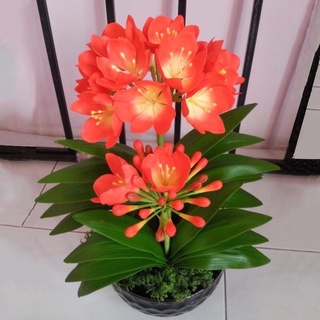 Cây lan quân tử