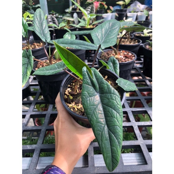 Alocasia Scalprum 🍃🍃🍃