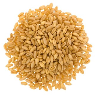 Hạt Giống Cỏ Mèo Wheatgrass - Cỏ Lúa Mì Đỏ (Gói 100g)