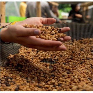 Cà Phê Arabica Typica Honey Cầu Đất Đà Lạt Cafe Nguyên Chất Basic Coffee
