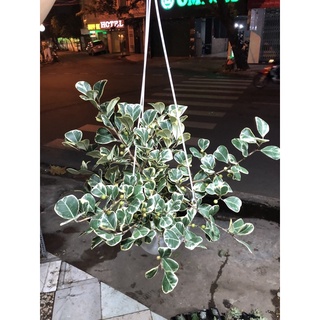 Cây bàng cẩm thạch- cây đa tam phúc- chậu giỏ treo, cây phong thuỷ rất đẹp!