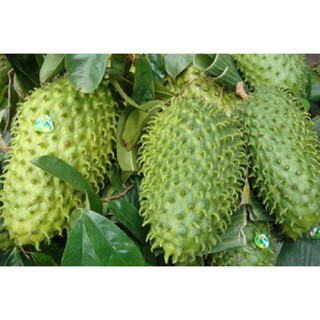 500 gram Trà mãng cầu gai (mãng cầu xiêm)