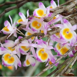 Phong lan ngọc thạch 3 màu