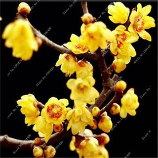 [GIÁ GỐC]Hạt giống cây mai vàng Nhật
