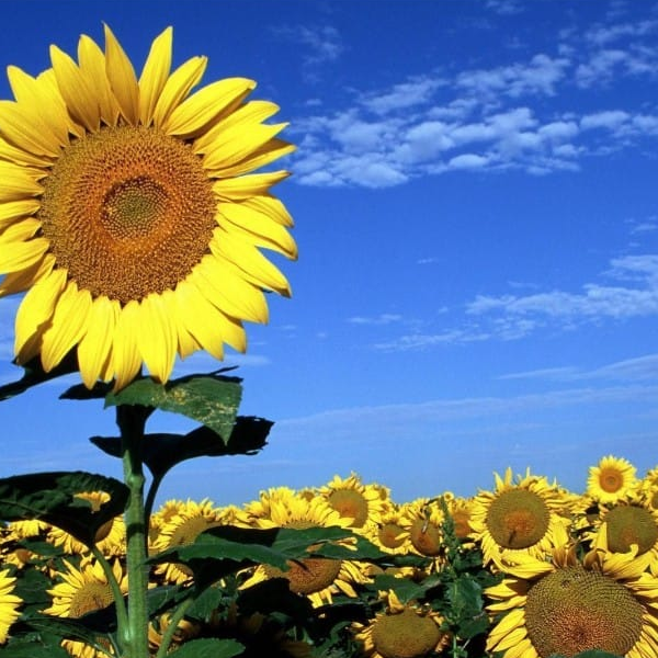 siêu thị mẹ và bé 2021