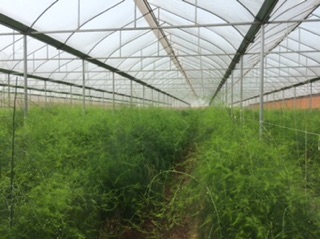 Hạt giống Măng Tây Radius Bejo Hà Lan